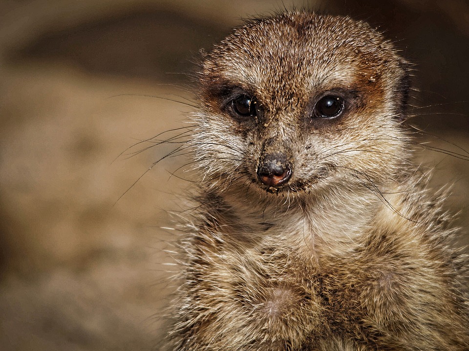 meerkat-2031701 