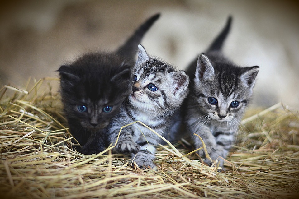 kittens-3535404 