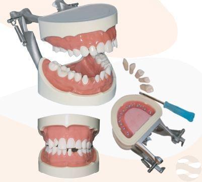 Dentalmodell Grafik Homepage 